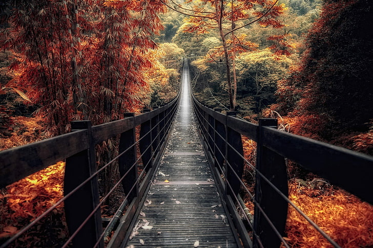 puente de madera negro, puente de madera marrón hacia árboles verdes, naturaleza, paisaje, puente, superficie de madera, otoño, bosque, pasarela, camino, árboles, bambú, arbustos, Fondo de pantalla HD