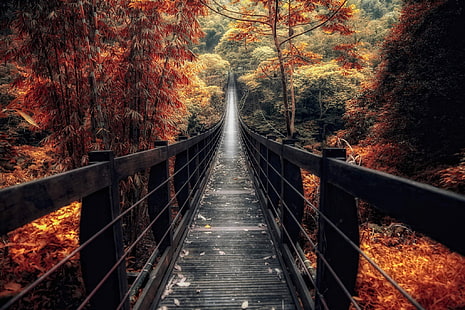 черен дървен мост, кафяв дървен мост към зелени дървета, природа, пейзаж, мост, дървена повърхност, падане, гора, пътека, пътека, дървета, бамбук, храсти, HD тапет HD wallpaper