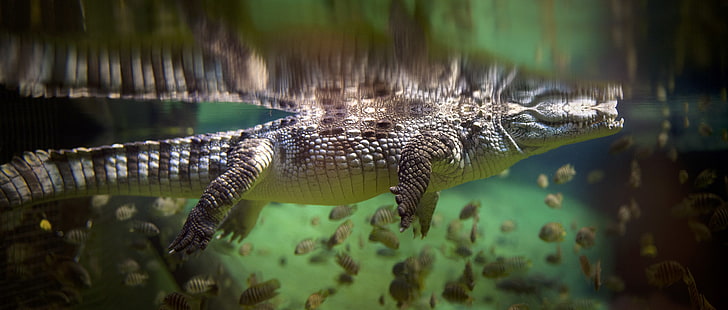 underwater, alligators, animals, fish, crocodile, HD wallpaper