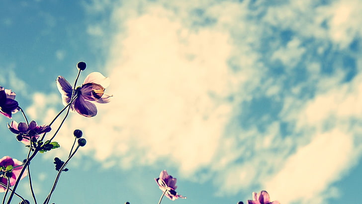 fioletowe kwiaty maku, fotografia pod niskim kątem fioletowych płatków kwiatów, natura, kwiaty, światło słoneczne, chmury, rośliny, makro, fioletowe kwiaty, Tapety HD