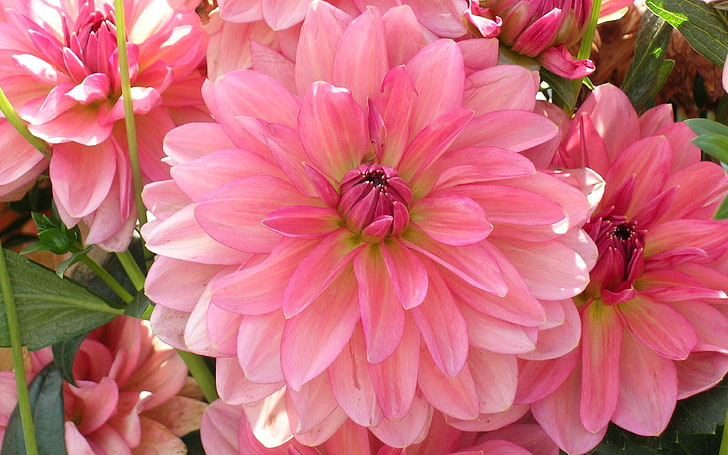 Dahlia fleurs papier peint pétales rose clair pour tablette mobile et bureau 3840 × 2400, Fond d'écran HD