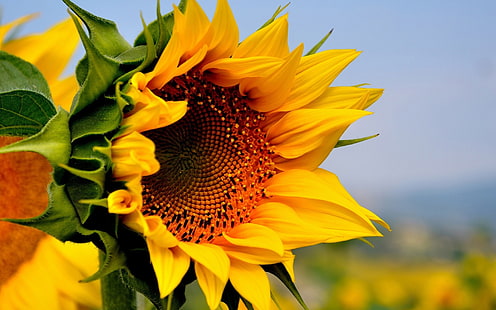 Sunflower, yellow flowers, summer, Sunflower, Yellow, Flowers, Summer, HD wallpaper HD wallpaper