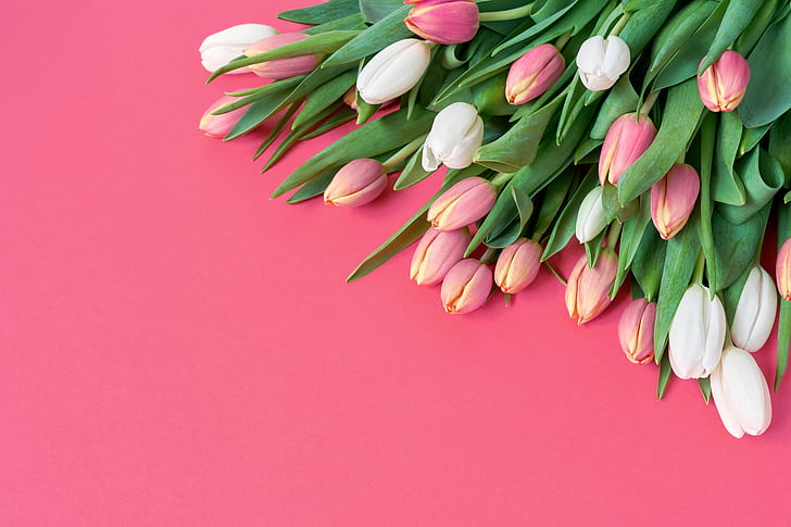 цветы, букет, тюльпаны, розовый, белый, розовый фон, свежий, красивый, романтичный, весна, HD обои