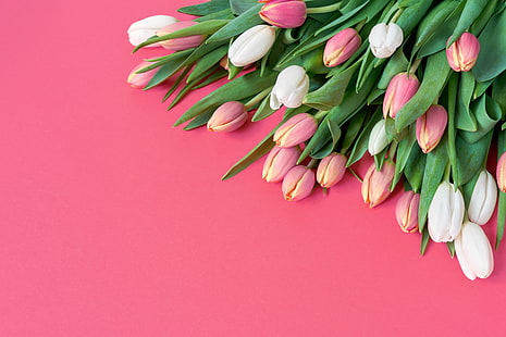 bunga, karangan bunga, tulip, merah muda, putih, latar belakang merah muda, segar, cantik, romantis, musim semi, Wallpaper HD HD wallpaper