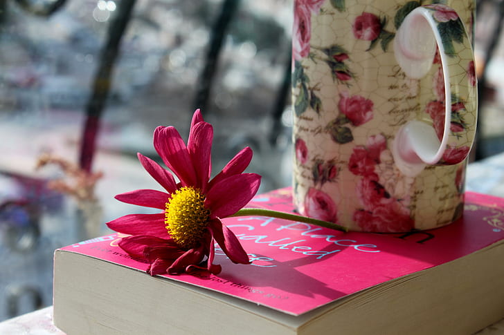 ~A Place Called Home~, lovely, book, photography, flower, beautiful, pink, daisy, HD wallpaper