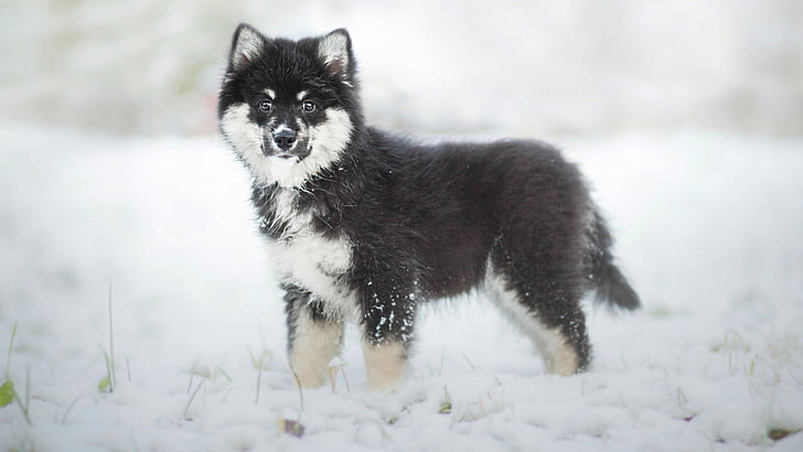 winter, dog, puppy, Finnish, Lapp, Laplander husky, Finnish lapphund, HD wallpaper