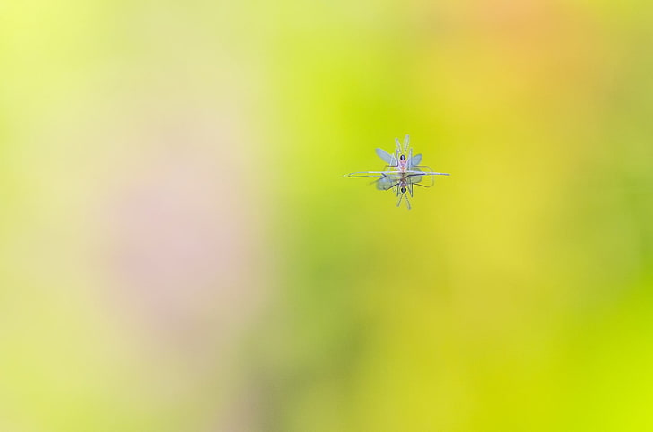 photography, reflection, insect, Fly, floating, blurred, HD wallpaper