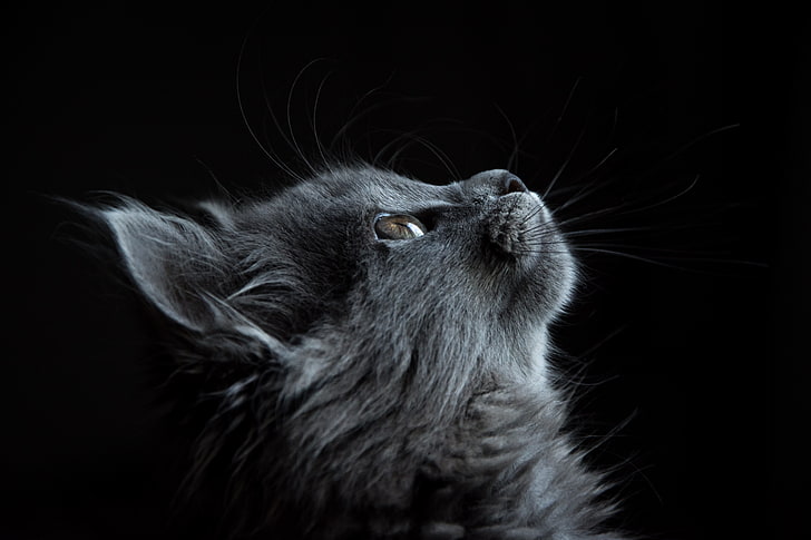 grå katt tapet, katt, nosparti, profil, svart bakgrund, HD tapet