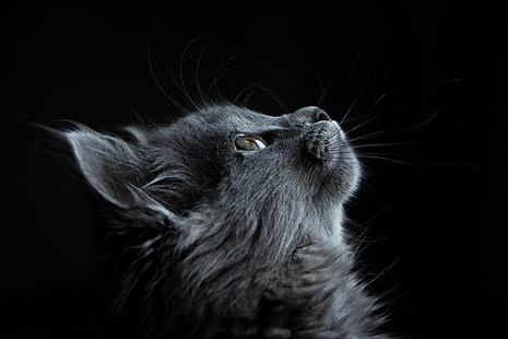 серый кот обои, кот, морда, профиль, чёрный фон, HD обои HD wallpaper