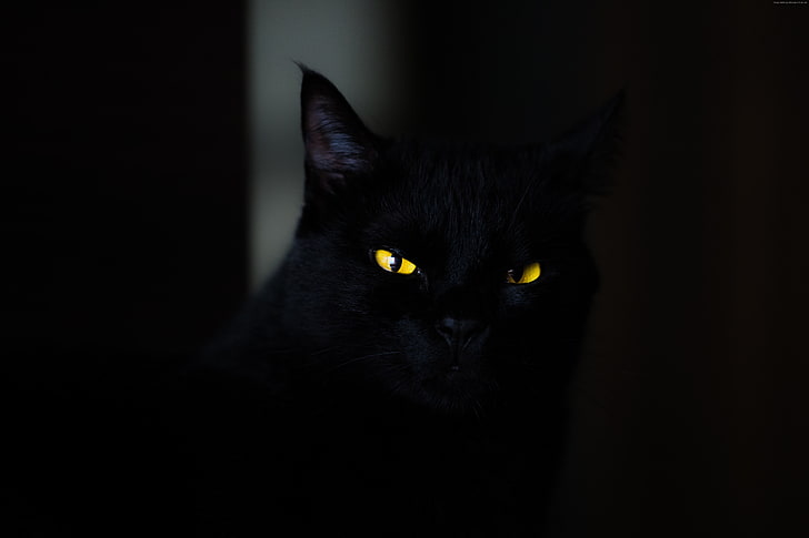 4К, глаза, черный, желтый, кот, HD обои