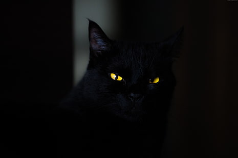 4K, ตา, ดำ, เหลือง, แมว, วอลล์เปเปอร์ HD HD wallpaper