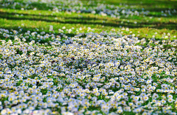 campo de flor branca, margaridas, flores, campos, verde, ensolarado, afiado, HD papel de parede