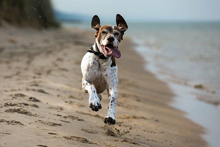 Psy, Wyżeł niemiecki krótkowłosy, plaża, pies, piasek, Tapety HD
