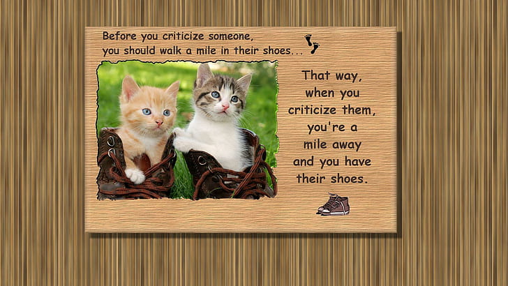 Anak Kucing Sepatu, kucing, binatang, sepatu, anak kucing, Wallpaper HD