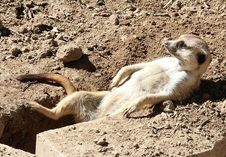 Meerkat Sunbathing, meerkat, sunbathing, rasslabon, relaxation, Nora, HD wallpaper