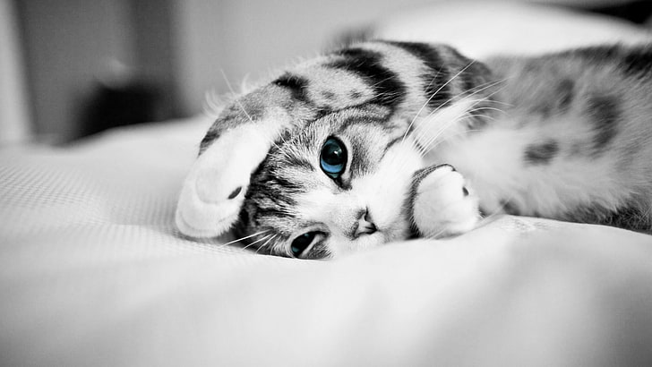 قطة لطيفة ، لطيفة ، قطة ، عيون زرقاء ، هريرة ، حيوانات ، أحادية اللون ، تصوير بالأبيض والأسود ، أحادي اللون، خلفية HD