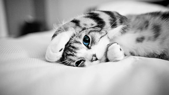 simpatico gatto, simpatico, gatto, occhi azzurri, gattino, animali, bianco e nero, bianco e nero, fotografia in bianco e nero, Sfondo HD HD wallpaper