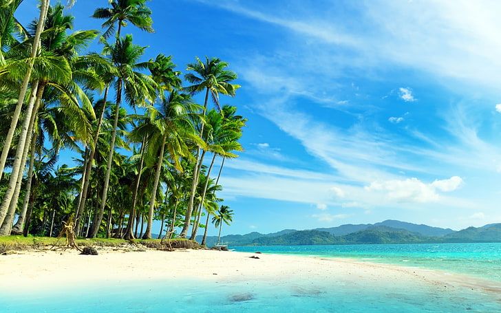 green palm trees, beach, palm trees, tropical, HD wallpaper
