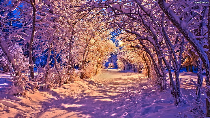 pohon tak berdaun, musim dingin, jalan, hutan, salju, pohon, lanskap, alam, lampu, taman, putih, bangku, matahari terbenam, indah, sejuk, bagus, lentera, jalan, Wallpaper HD