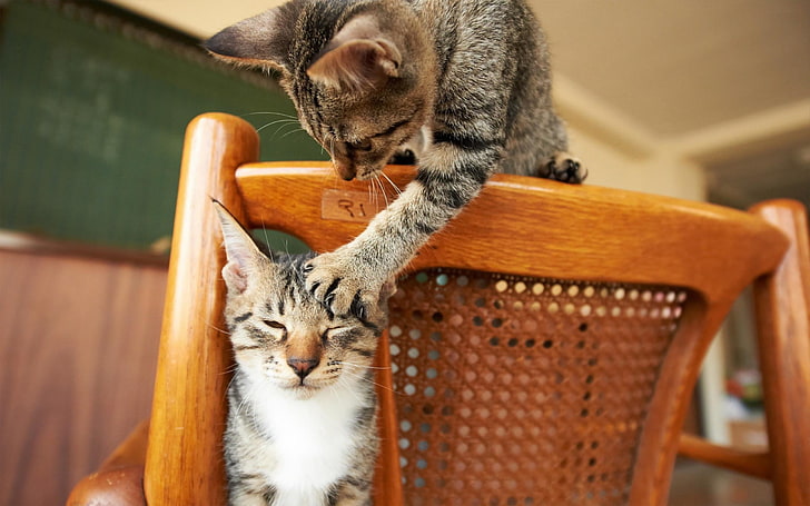 dua kucing coklat berbulu pendek, kucing, binatang, Wallpaper HD