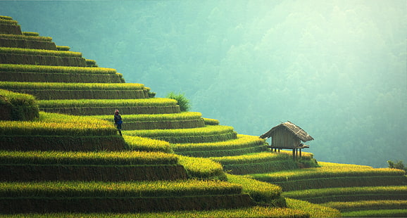 природа, пейзаж, оризово поле, оризови полета, селяни, HD тапет HD wallpaper