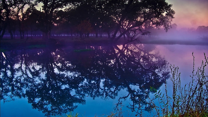 Silhouette von Bäumen, Landschaft, Wald, Nebel, HD-Hintergrundbild