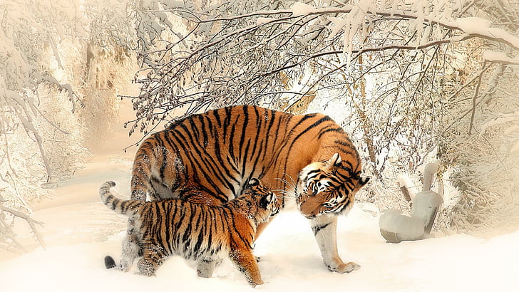 тигр, тигры, снег, зима, животные, HD обои
