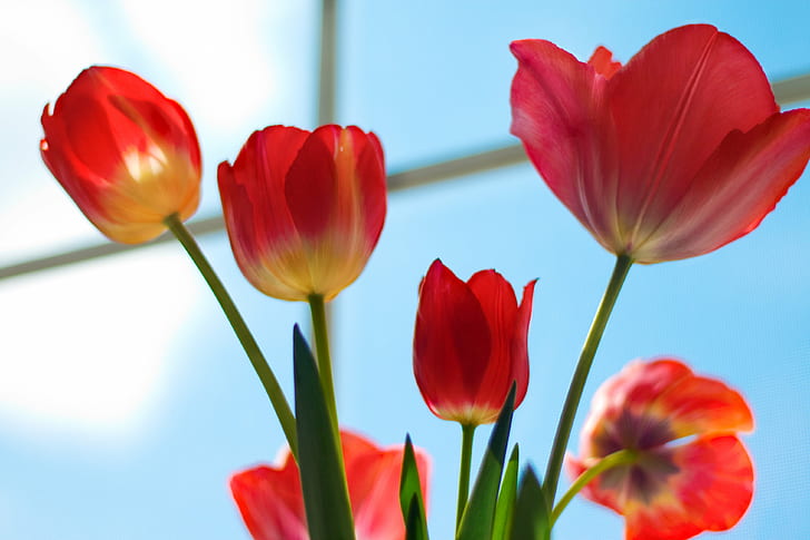 fiori rossi, tulipani, tulipani, tulipani, rosso, fiori, matita colorata, rivista, cpm, sfida, arte, tulipano, natura, fiore, primavera, pianta, estate, capolino, bellezza in natura, petalo, multicolore, freschezza, Sfondo HD