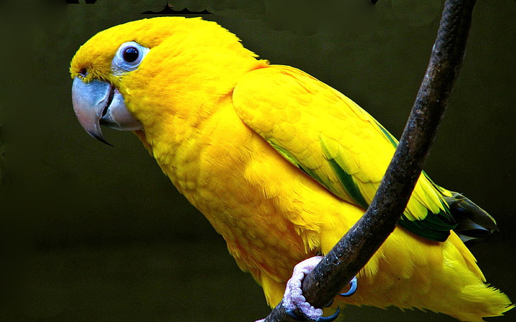 Żółta papuga Tapeta Hd na telefon komórkowy, Tapety HD