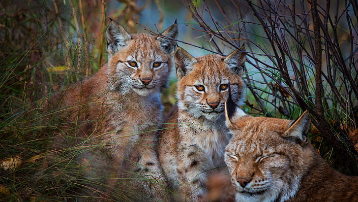 animals, grass, look, face, branches, nature, children, pose, background, Bush, portrait, three, kids, lynx, a couple, trio, mom, cuties, faces, sitting, cubs, motherhood, a small lynx, Trinity, Threesome, handsome, the lynx, three lynx, zlatovlasaya, two small lynx, HD wallpaper