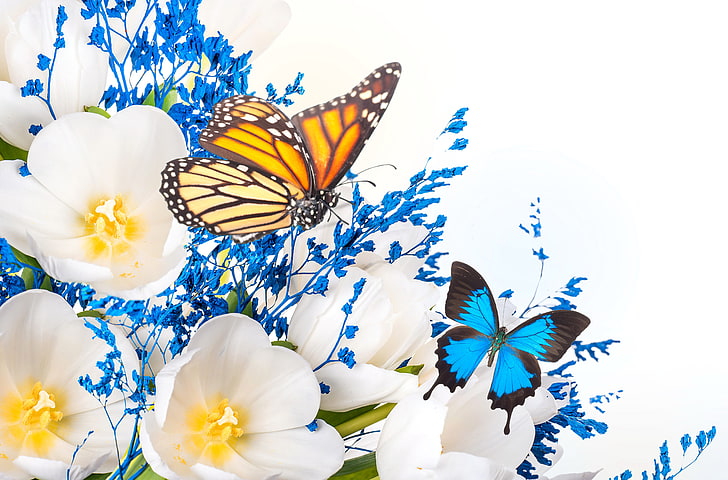 white petaled flower and two brown and blue butterflies, flowers, collage, butterfly, wings, petals, tulips, HD wallpaper