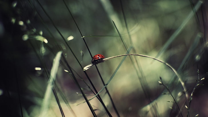 joaninha vermelha e preta, fotografia de foco seletivo de joaninha vermelha e preta, joaninhas, grama, inseto, animais, HD papel de parede