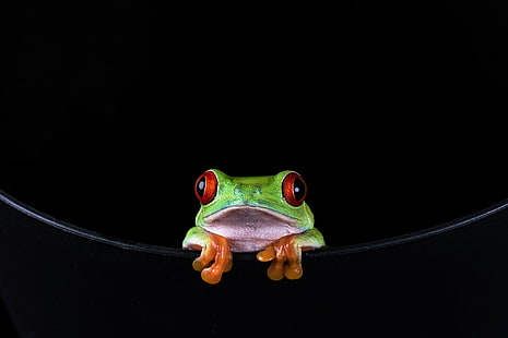 дървесна жаба с червени очи, жаба с червени очи, земноводни, червеноока дървесна жаба, Agalychnis callidryas, Борнмут, жаба, животно, дървесна жаба, природа, дива природа, едър план, зелен цвят, HD тапет HD wallpaper