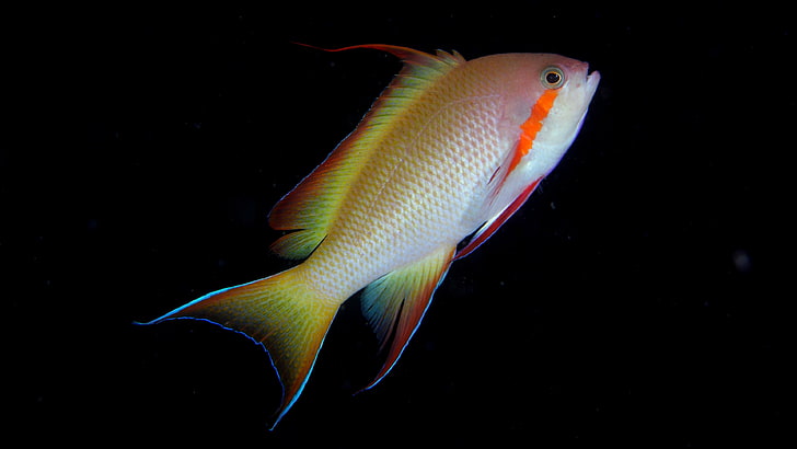 ikan kuning, hewan, ikan, bawah air, berwarna-warni, Wallpaper HD