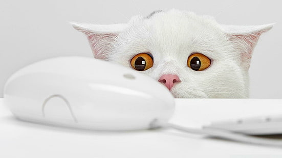 кот, мышка, белый кот, прикол, HD обои HD wallpaper