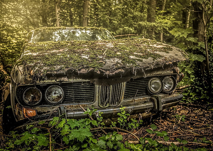 car, wreck, plants, vehicle, moss, BMW, HD wallpaper