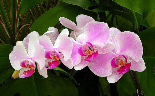 Sfondo HD di fiori di orchidea rosa, orchidee rosa di falena, Sfondo HD HD wallpaper