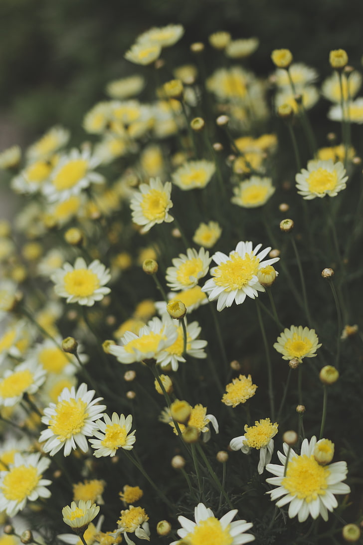 oxeye margherita, camomilla, fiori, campo, giallo, bianco, sfocatura, Sfondo HD, sfondo telefono