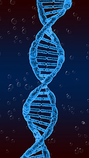 الحمض النووي ، الحلزوني ، الوراثة ، الملتوية، خلفية HD HD wallpaper