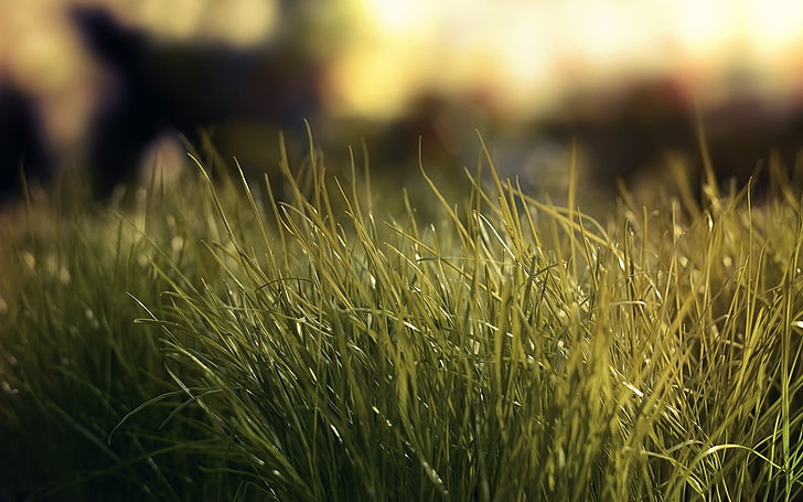 campo de hierba verde, naturaleza, hierba, Fondo de pantalla HD