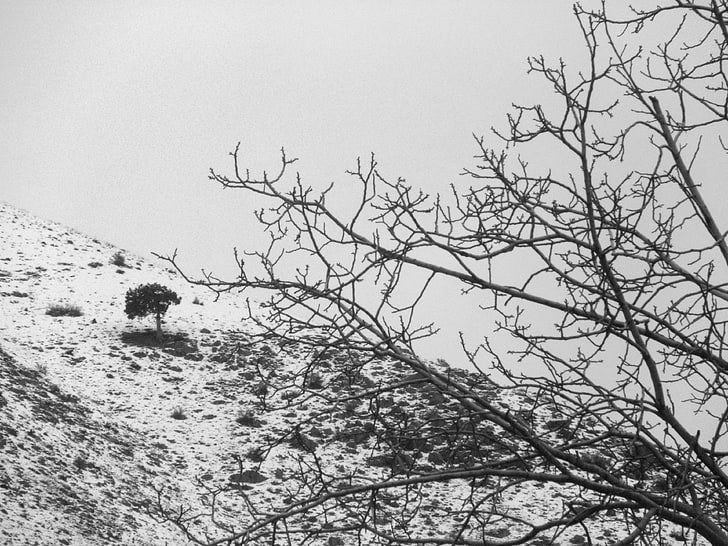 sendirian, hitam dan putih, cabang, gunung, langit, salju, pohon, Wallpaper HD