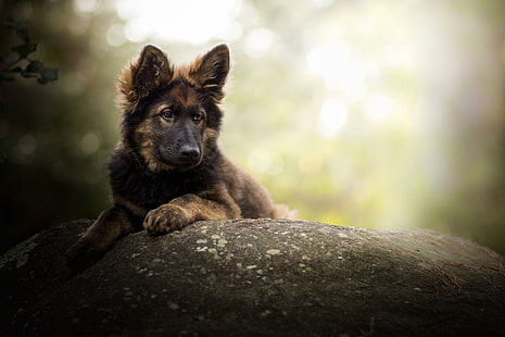 الكلاب ، الراعي الألماني ، حيوان الطفل ، الكلب ، الحيوانات الأليفة ، الجرو، خلفية HD HD wallpaper