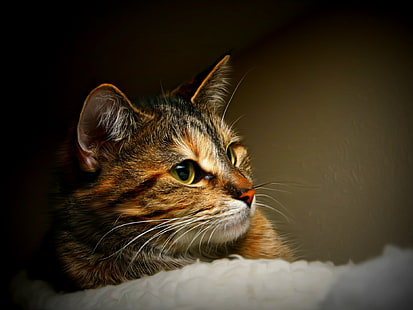 braune Katze liegend auf weißem Textil, Katze, Hauskatze, Haustiere, Tier, niedlich, Haustiere, Fell, suchen, Säugetier, HD-Hintergrundbild HD wallpaper