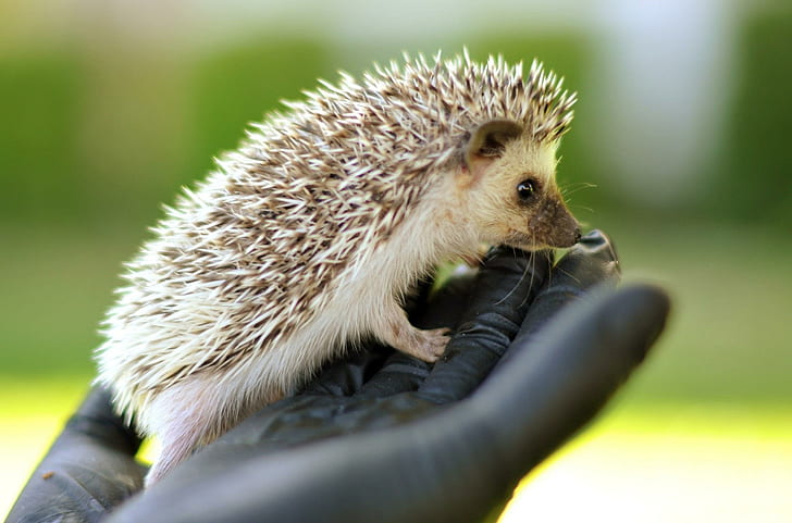 *** Small Hedgehog ***, maly, ladowe, jezyk, zwierzeta, animals, HD wallpaper