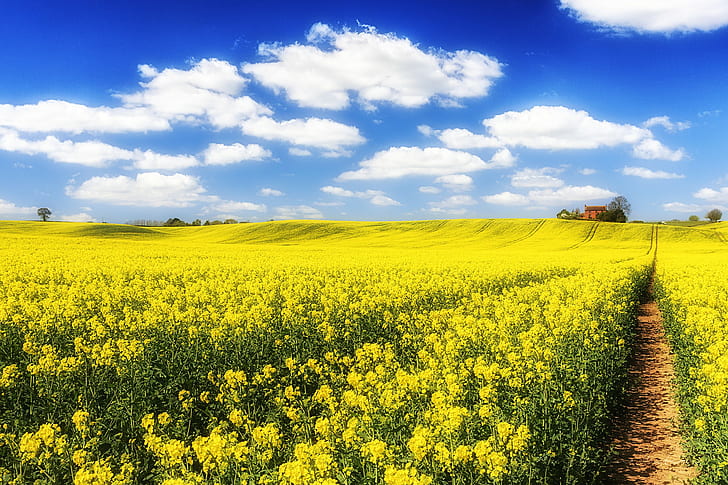 langit, awan, lapangan, bunga, rapeseed, jalur, rumah, taman bunga kuning, langit, awan, bunga, bidang, rumah, jalur, rapeseed, Wallpaper HD