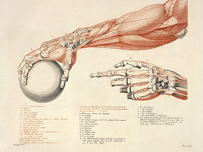 anatomia, Sfondo HD HD wallpaper