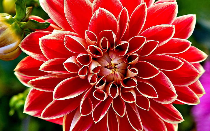 Red Dahlia HD, flowers, red, dahlia, HD wallpaper