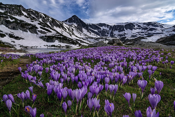 Flowers, Crocus, Earth, Landscape, Mountain, Purple Flower, Snow, HD wallpaper