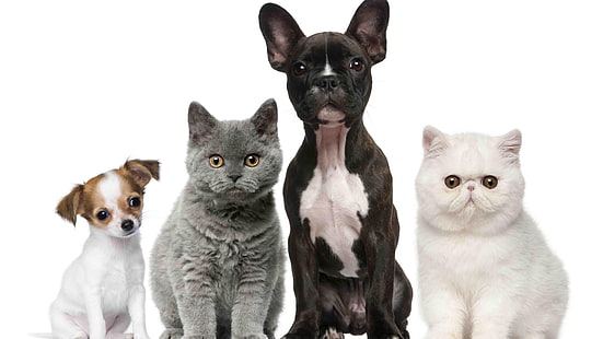 sevimli, kedi, köpek doğurmak, kediler, köpekler, bıyık, köpek yavrusu, kedi yavrusu, HD masaüstü duvar kağıdı HD wallpaper