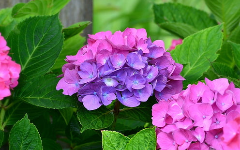 ดอกไม้, ไฮเดรนเยีย, โลก, ดอกไม้, ใบไม้, ดอกไม้สีชมพู, ดอกไม้สีม่วง, วอลล์เปเปอร์ HD HD wallpaper